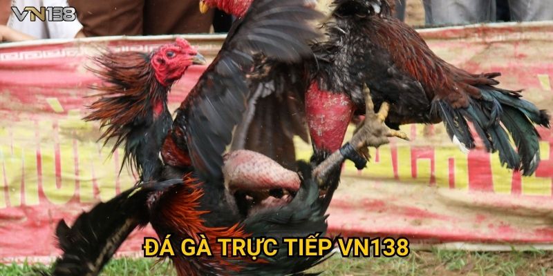 Đá Gà Trực Tiếp Vn138 – Trải Nghiệm Kịch Tính Hấp Dẫn 1 Đá Gà Trực Tiếp Vn138 – Trải Nghiệm Kịch Tính Hấp Dẫn