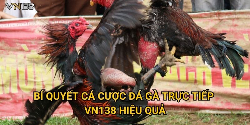 Đá Gà Trực Tiếp Vn138 – Trải Nghiệm Kịch Tính Hấp Dẫn 3 Bí quyết cá cược Đá Gà Trực Tiếp Vn138 hiệu quả