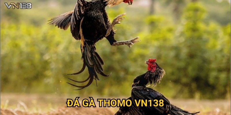 Đá Gà Thomo Vn138 – Trận Đấu Gay Cấn Từ Trường Gà Campuchia