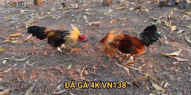 Đá Gà 4K Vn138 – Xem Trận Đấu Siêu Nét Không Giật Lag 1 Đá Gà 4K Vn138 – Xem Trận Đấu Siêu Nét Không Giật Lag