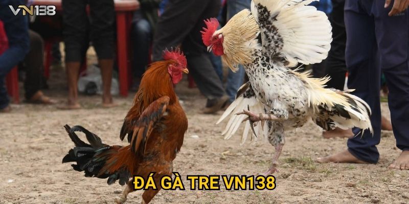 Đá Gà Tre Vn138 – Mãn Nhãn Với Những Trận Đấu Đỉnh Cao 1 Đá Gà Tre Vn138 – Mãn Nhãn Với Những Trận Đấu Đỉnh Cao