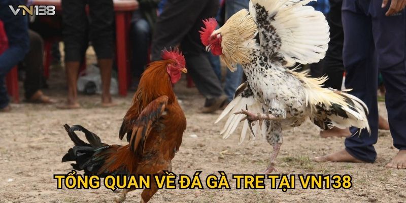 Đá Gà Tre Vn138 – Mãn Nhãn Với Những Trận Đấu Đỉnh Cao 2 Tổng quan về đá gà tre tại Vn138