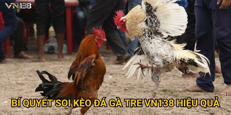 Đá Gà Tre Vn138 – Mãn Nhãn Với Những Trận Đấu Đỉnh Cao 3 Bí quyết soi kèo Đá Gà Tre Vn138 hiệu quả